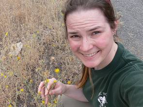 Katrina Dlugosch collecting the invasive plant yellow star-thistle in California, where it is a serious pest. Katrina Dlugosch collecting the invasive plant yellow star-thistle in California, where it is a serious pest.
